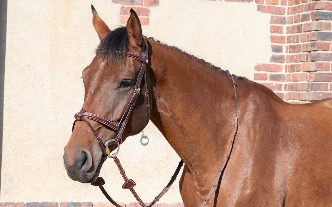 J’ai testé : le bridon de concours Fouilhoux-Fontainebleau