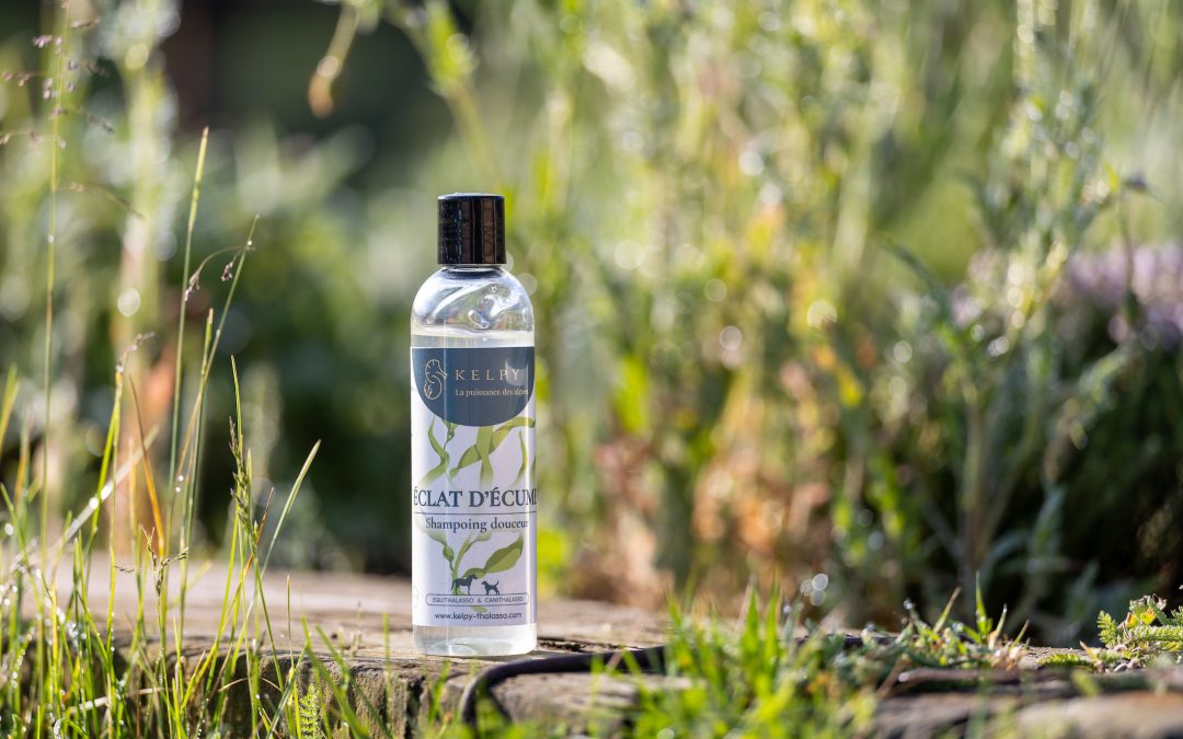 J’ai testé : le shampoing Éclat d’écume de Kelpy